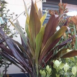 Cordyline Fruticosa Negra -Outdoor Garden Care cordyline negra mature