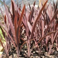Cordyline Australis Red Sensation -Outdoor Garden Care cordyline red sensation tube