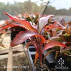 Cordyline Fruticosa Rubra -Outdoor Garden Care cordyline rubra tubestock