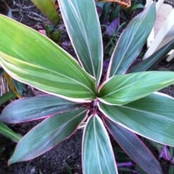 Cordyline Fruticosa Pink Diamond -Outdoor Garden Care cordyline pink diamond 1