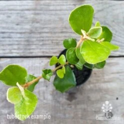 Correa Alba 6 Correa Alba -Outdoor Garden Care correa alba leaf 1