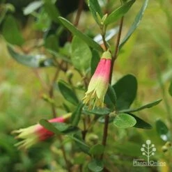 Correa Dinner Bells -Outdoor Garden Care correa dinner bells flowering