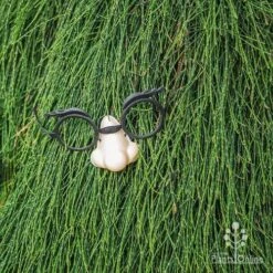 Casuarina Cousin It -Outdoor Garden Care cousin it 4 fake nose