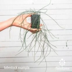 Casuarina Cousin It -Outdoor Garden Care cousin it tube af