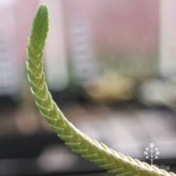 Crassula - Watchchain, Rat Tail Succulent 10 Crassula - Watchchain, Rat Tail Succulent -Outdoor Garden Care crassula watchchain closeup