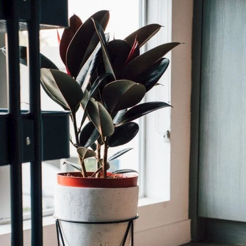 Ficus Elastica Burgundy - Rubber Plant 8 Ficus Elastica Burgundy - Rubber Plant - Image 8