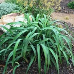 Dianella Cherry Red -Outdoor Garden Care dianella cherry red 500