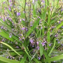 Dianella Emerald Fountain -Outdoor Garden Care dianella emerald fountain 500