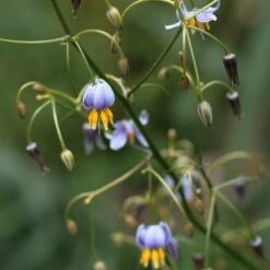 Dianella Cherry Red -Outdoor Garden Care dianella tasmanica flowers