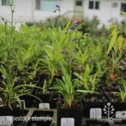 Dianella Little Jess 18 Dianella Little Jess -Outdoor Garden Care dianella little jess 1 1