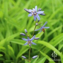 Dianella Petite Marie 15 Dianella Petite Marie -Outdoor Garden Care dianlla petite marie flowerspike
