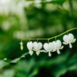 Dicentra Alba - Bleeding Heart - 75mm BIGGER Size -Outdoor Garden Care dicentra alba stem