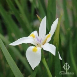 Dietes Tiny Dancer- Wild Iris - 68mm BIGGER Size -Outdoor Garden Care dietes tiny dancer flower 1