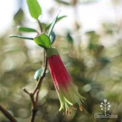 Correa Dinner Bells -Outdoor Garden Care dinner bells flower close