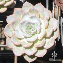 Echeveria Morning Beauty - Succulent -Outdoor Garden Care eceheveria morning beauty