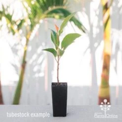 Elaeocarpus Prima Donna - Blueberry Ash 13 Elaeocarpus Prima Donna - Blueberry Ash -Outdoor Garden Care elaeocarpus prima donna tube