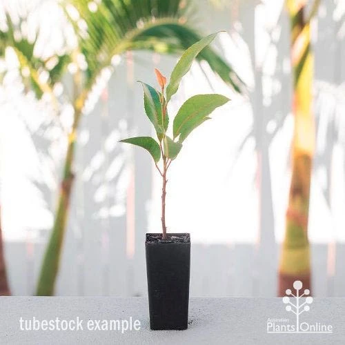 Elaeocarpus Prima Donna - Blueberry Ash 3 Elaeocarpus Prima Donna - Blueberry Ash - Image 3