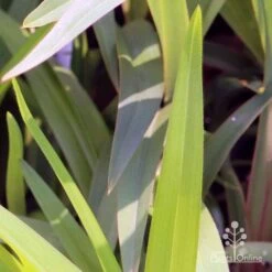 Dianella Cherry Red -Outdoor Garden Care em fountain v cherry red img 6989