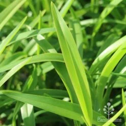 Dianella Emerald Fountain -Outdoor Garden Care emerald fountain leaf