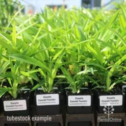 Dianella Emerald Fountain -Outdoor Garden Care emerald fountain tubestock standard