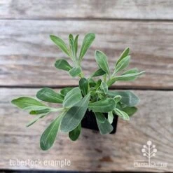 Eremophila Blue Horizon - Emu Bush -Outdoor Garden Care eremophila blue horizon 1