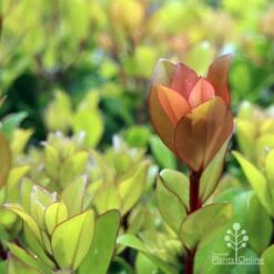 Metrosideros Little Ewan - Dwarf NZ Christmas Bush 18 Metrosideros Little Ewan - Dwarf NZ Christmas Bush -Outdoor Garden Care ewan leaf colour new