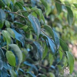 Ficus Benjamina Midnight Beauty - Weeping Fig 11 Ficus Benjamina Midnight Beauty - Weeping Fig -Outdoor Garden Care ficus midnight beauty foliage