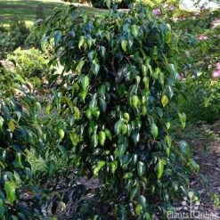 Ficus Benjamina Midnight Beauty - Weeping Fig 15 Ficus Benjamina Midnight Beauty - Weeping Fig -Outdoor Garden Care ficus midnight beauty tall