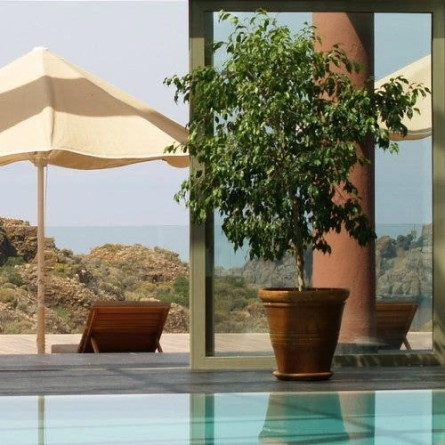 Ficus Benjamina Midnight Beauty - Weeping Fig 1 Ficus Benjamina Midnight Beauty - Weeping Fig