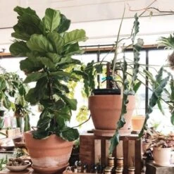 Ficus Lyrata - Fiddle Leaf Fig 14 Ficus Lyrata - Fiddle Leaf Fig -Outdoor Garden Care ficus lyrata in terracotta