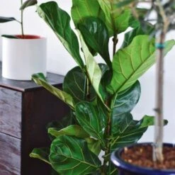 Ficus Lyrata - Fiddle Leaf Fig 11 Ficus Lyrata - Fiddle Leaf Fig -Outdoor Garden Care ficus lyrata leaf 500 1