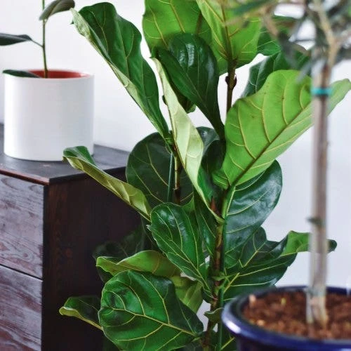 Ficus Lyrata - Fiddle Leaf Fig 3 Ficus Lyrata - Fiddle Leaf Fig - Image 3