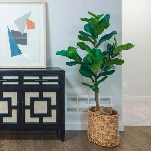 Ficus Lyrata - Fiddle Leaf Fig 1 Ficus Lyrata - Fiddle Leaf Fig