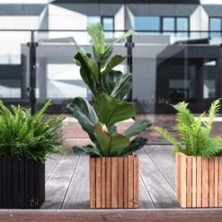 Ficus Lyrata - Fiddle Leaf Fig 13 Ficus Lyrata - Fiddle Leaf Fig -Outdoor Garden Care ficus lyrata wooden planter 500 1