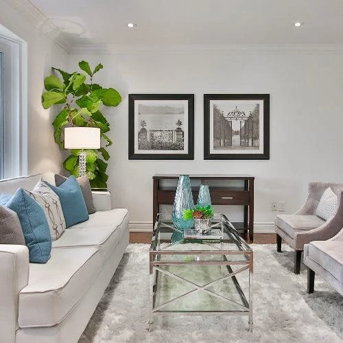 Ficus Lyrata - Fiddle Leaf Fig 9 Ficus Lyrata - Fiddle Leaf Fig - Image 9