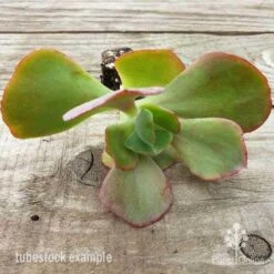 Echeveria Fire And Ice - Succulent -Outdoor Garden Care fire and ice leaves 500 1