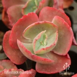 Echeveria Fire And Ice - Succulent -Outdoor Garden Care fire ice top view