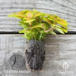 Fittonia Skeleton - Snakeskin Plant -Outdoor Garden Care fittonia skeleton plug 500 1