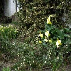 Correa Nummulariifolia - Roundleaf Correa 11 Correa Nummulariifolia - Roundleaf Correa -Outdoor Garden Care flickr peganum correa reflexa numm 1