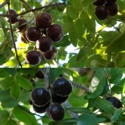 Burdekin Plum - Pleiogynium -Outdoor Garden Care flickr tatters burdekin plum ripe