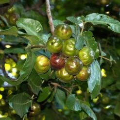 Burdekin Plum - Pleiogynium -Outdoor Garden Care flickr tatters burdekin plum unripe