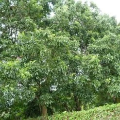 Burdekin Plum - Pleiogynium -Outdoor Garden Care flickr wendy cutler burdekin plum