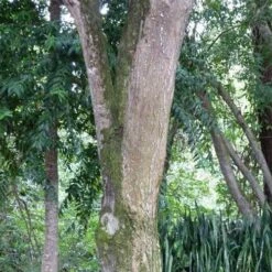 Burdekin Plum - Pleiogynium -Outdoor Garden Care flickr wendy cutler burdekin plum bark