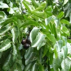 Burdekin Plum - Pleiogynium -Outdoor Garden Care flickr wendy cutler burdekin plum fruits