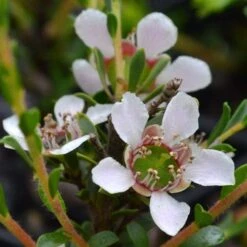 Leptospermum Liversidgei Mozzie Blocker -Outdoor Garden Care flowers 2