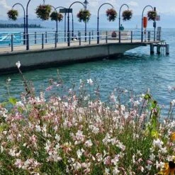 Gaura White 21 Gaura White -Outdoor Garden Care gaura sea