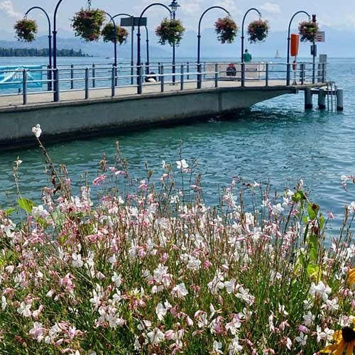 Gaura White 9 Gaura White - Image 9