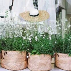 Gaura White 23 Gaura White -Outdoor Garden Care gaura white baskets