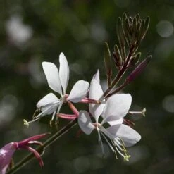 Gaura White 24 Gaura White -Outdoor Garden Care gaura white close