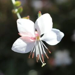Gaura White 15 Gaura White -Outdoor Garden Care gaura white flower